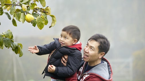 A father lifts up their small child so they can reach fruit growing on a tree. The background is hazy with mist on an autumnal day.